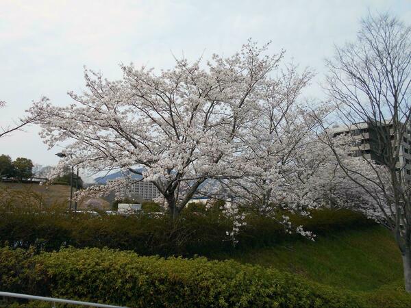 お花見の外出レク